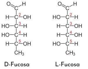 Fucosa