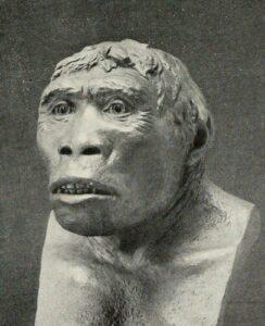 Hombre de Java: qué es, descubrimiento, característics