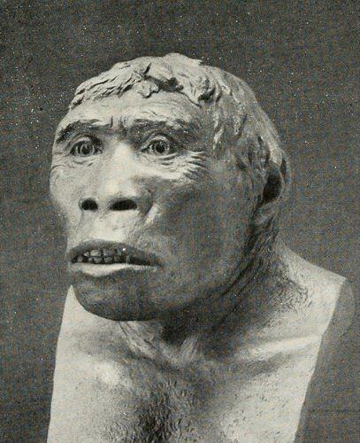 Hombre de Java: qué es, descubrimiento, característics