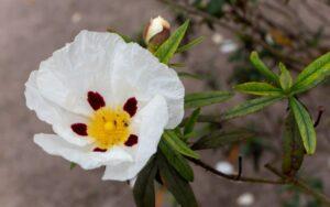 Jara (Cistus)