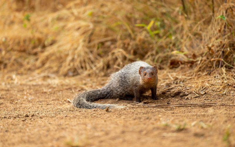 Mangosta qué es, características, hábitat, reproducción