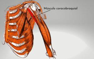 Músculo coracobraquial