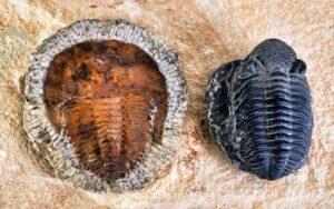 Trilobites