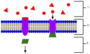 Receptores de membrana: funciones, tipos, cómo funcionan