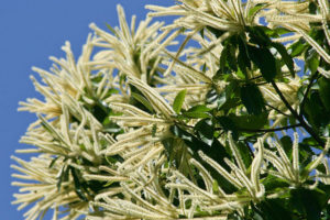 Castanea sativa: qué es, características, hábitat, cultivo y usos