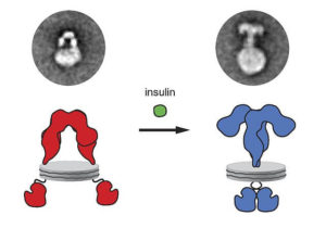 Receptores de insulina: características, estructura, funciones