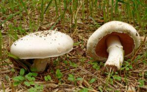 Agaricus campestris