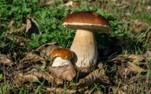 Boletus