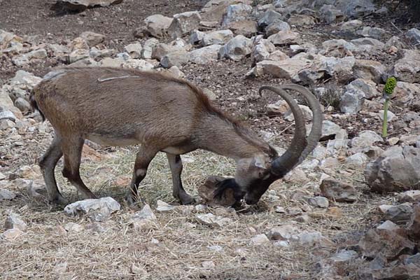 Matorral qué es, características, clima, flora, fauna, ejemplos