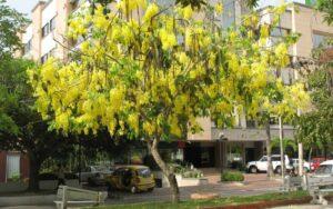 Cassia fistula