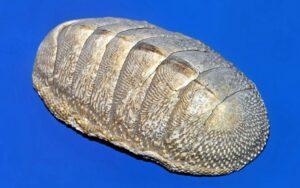 Chiton
