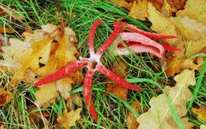 Clathrus archeri