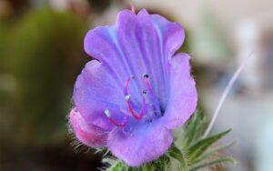 Echium plantagineum