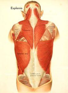 Músculo esplenio