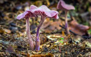 Laccaria amethystina