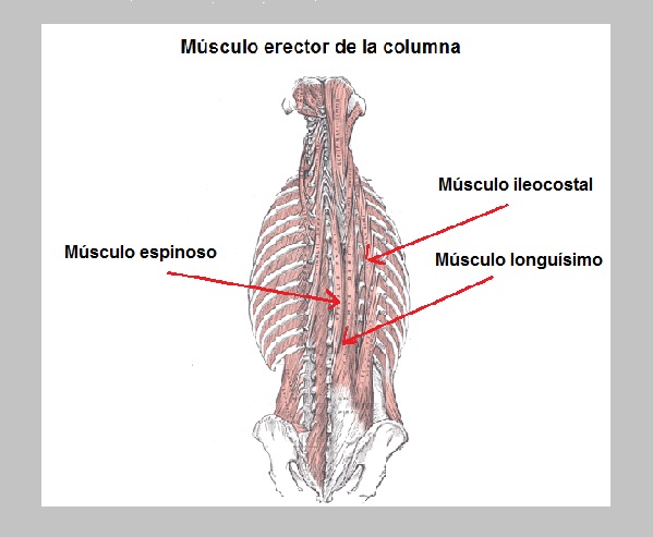M sculo Erector De La Columna Origen Funciones S ndromes m-sculo-erector-de-la-columna-origen-funciones-s-ndromes