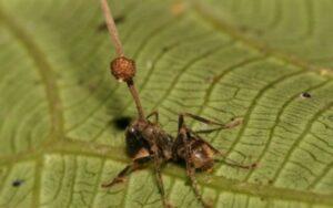 Ophiocordyceps unilateralis