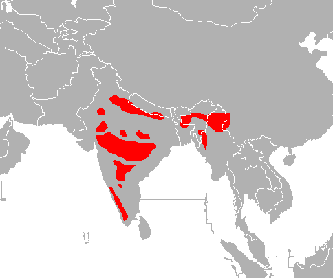 Tigre de Bengala: características, hábitat, alimentación, comportamiento