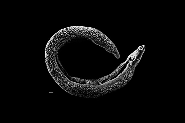 Helmintología origen, qué estudia, ejemplo de investigaciones