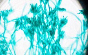 Penicillium roqueforti