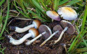 Psilocybe