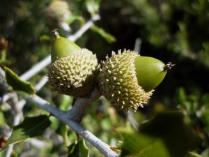Quercus coccifera: características, hábitat, cultivo, cuidados