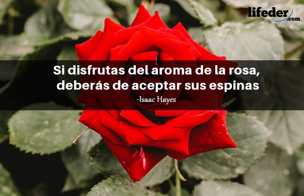 Una rosa de amor