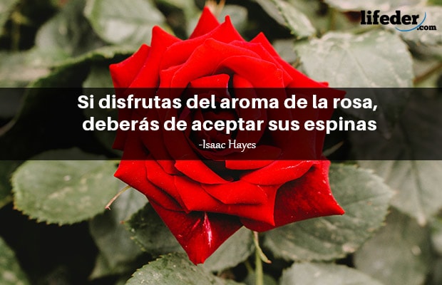 Las 110 mejores frases de rosas (muy románticas)