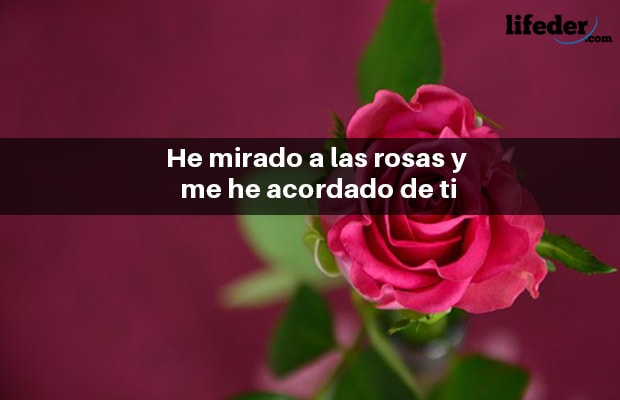 ella es una rosa muy bonita una rosa que encontre en el jardin