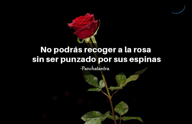 Las 110 mejores frases de rosas (muy románticas) Las 110 mejores frases de rosas (muy románticas)