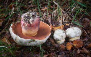 Rubroboletus satanas