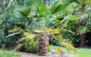 Trachycarpus