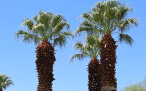 Washingtonia