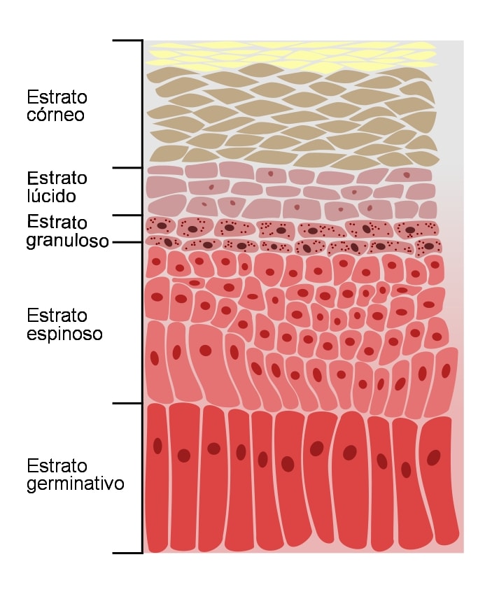 Estrato espinoso: característica, histología, funciones