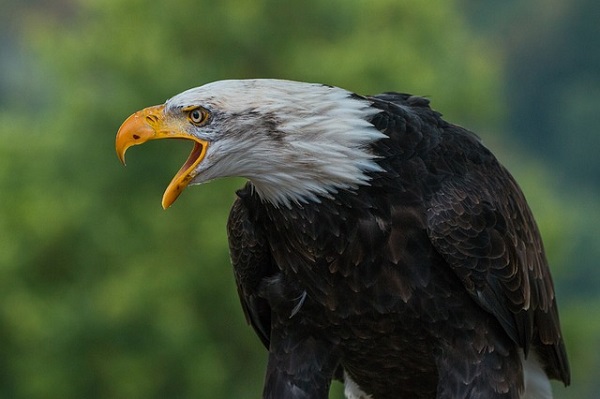 Águila calva: características, hábitat, reproducción, comportamiento
