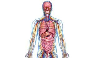 Anatomía descriptiva