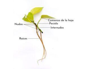 Anatomía vegetal