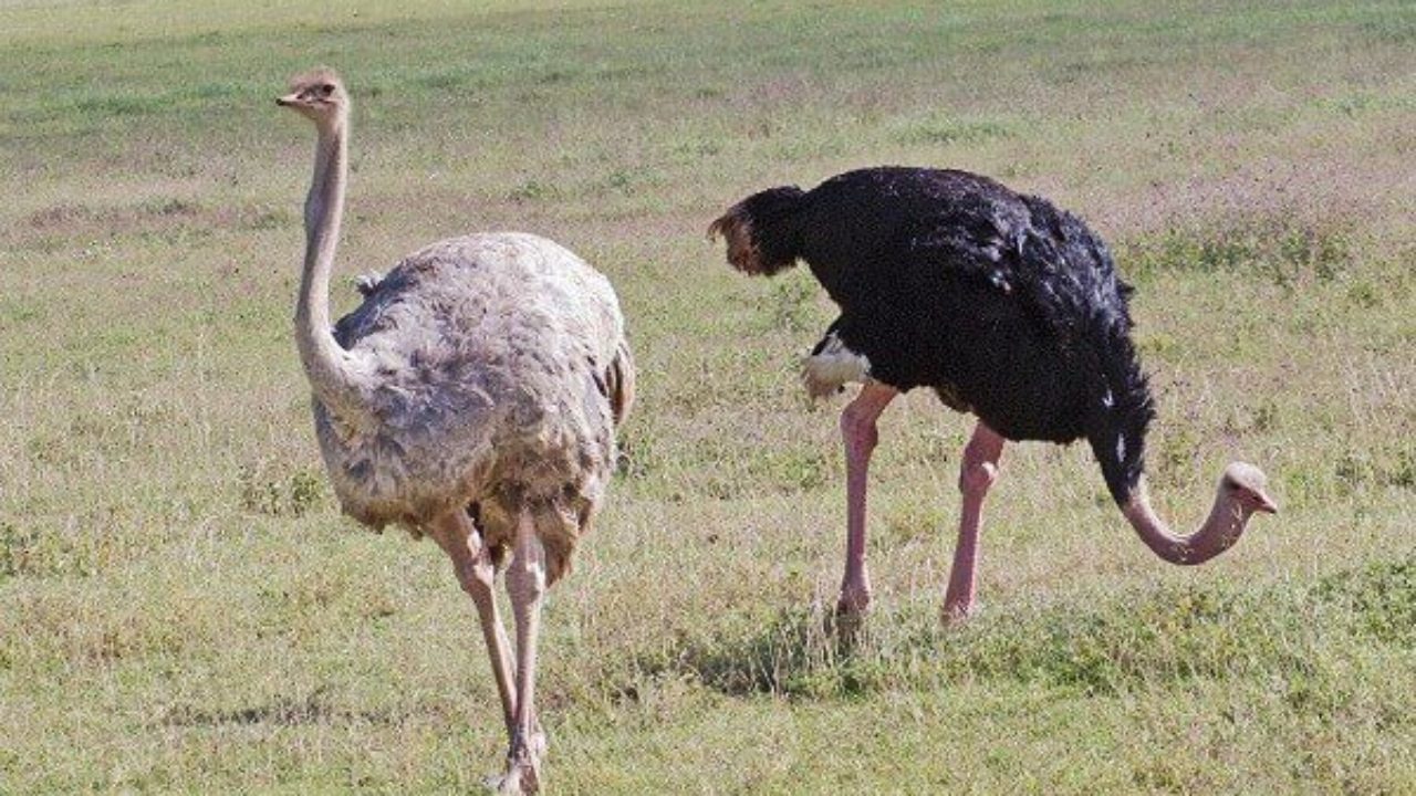 Resultado de imagen de avestruz lifeder