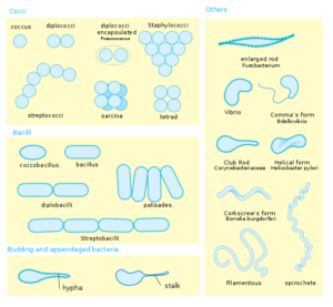 Bacilo: características, tipos, clasificación, ejemplos
