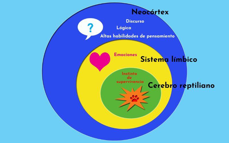 Cerebro reptiliano: qué es, teoría de los tres cerebros