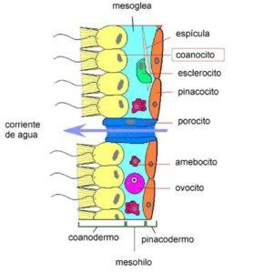 Coanocitos