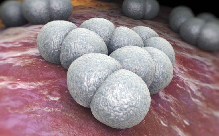 Diplococos: qué son, características, morfología y tipos