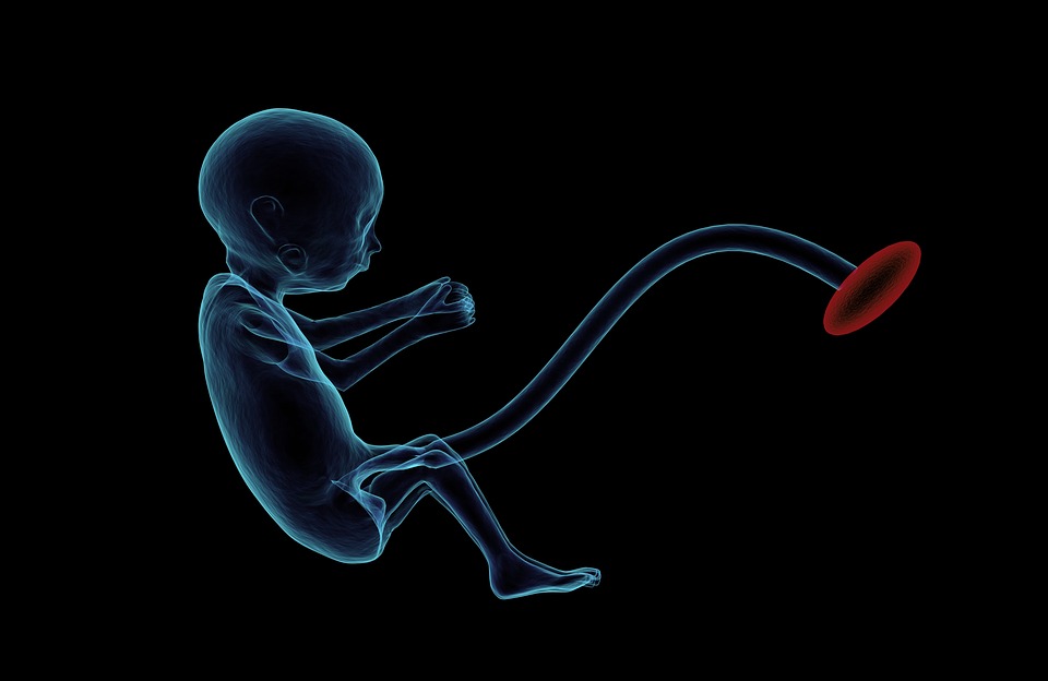 Resultado de imagen de embriologia lifeder