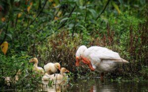 Ecología de sistemas