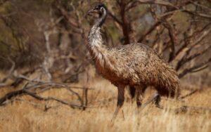 Emú común