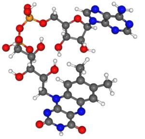 Flavín adenín dinucleótido (FAD)