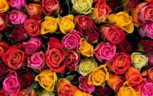 Las mejores frases sobre las rosas (muy románticas)