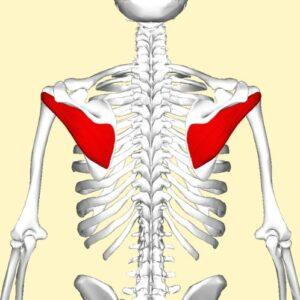 Músculo infraespinoso
