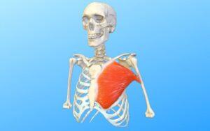 Músculo pectoral mayor