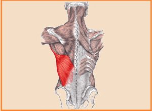 Músculo dorsal ancho: características, funciones, síndromes